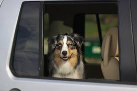 Limo CT Traveling With Pets Limo CT Traveling With Pets photo
