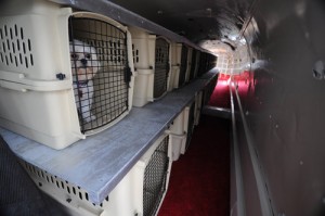 Pet Friendly Airlines