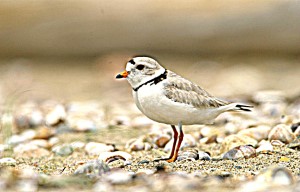 Picture of Connecticut Birding Sites with a CT limo