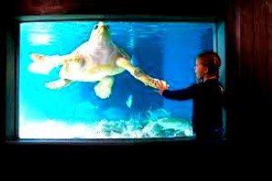 Image of child at Norwalk Aquarium